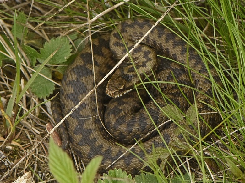 Vipera berus: tre esemplari